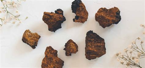 Magicians of the Forest: The Fascinating World of Black Magic Chaga